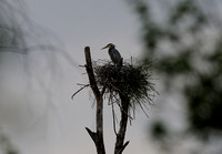 050515 Nesting Herons