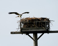 082015 Osprey @ Island Beach State Park